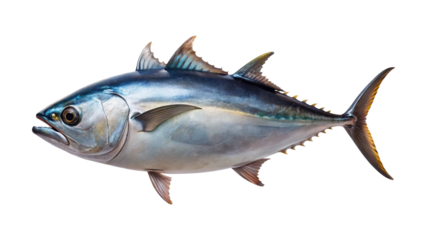 Majestic Tuna Swimming Upstream, showcasing its beauty against a clean transparent background