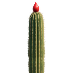 Naklejka premium Apex of a tall green cactus adorned with a brilliant red fruit, a striking natural contrast.