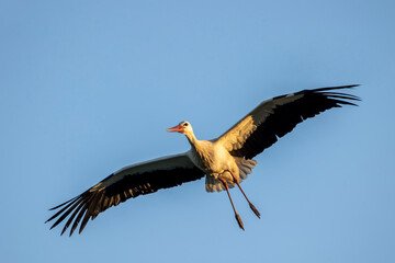 White stork bird (Ciconia Ciconia)