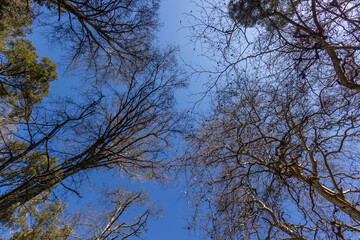 Tall trees on a mountainous area