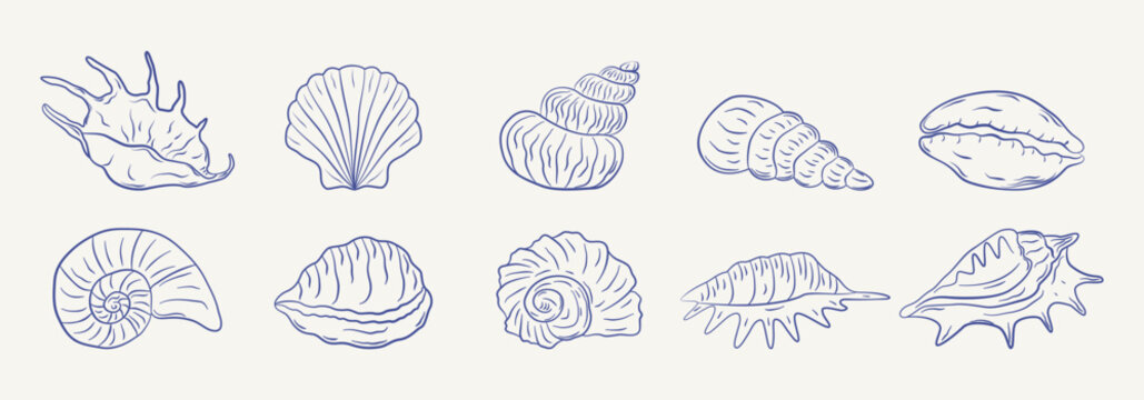 Set of hand-drawn seashells in monochrome blue ink. Tropical beach shells. Summer vacation design elements. Vector illustration.