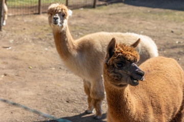Obraz premium Curious alpaca animal