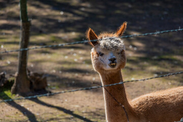 Curious alpaca animal