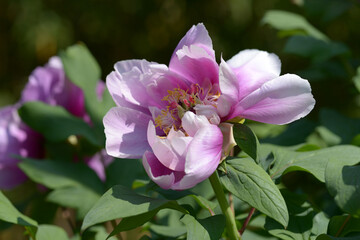 島根長寿楽　ボタンの花