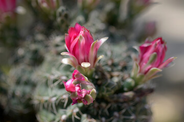 サボテンの花　緋花玉