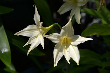 ヒッペアストルム・エヴェンシアエ