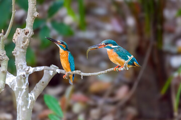 A pair of common kingfishers are mating in Mei Yuan, Xinzhuang, Minhang District, Shanghai, China.