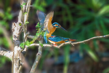 A pair of common kingfishers are mating in Mei Yuan, Xinzhuang, Minhang District, Shanghai, China.