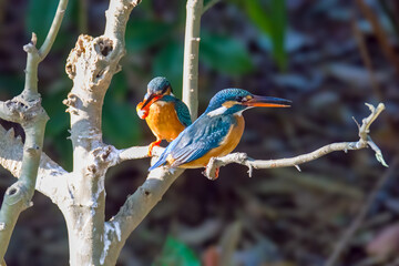 A pair of common kingfishers are mating in Mei Yuan, Xinzhuang, Minhang District, Shanghai, China.