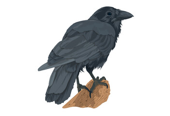 Alala Hawaiian Crow