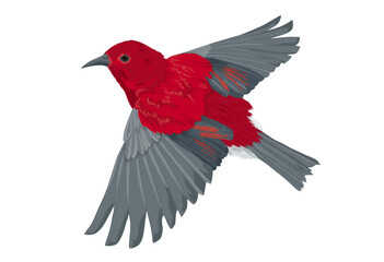 Apapane Honey Creeper Bird