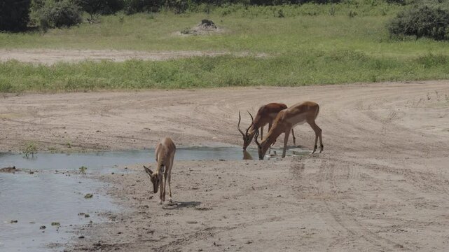 Chobe National Park, Botswana - April 11, 2025: Herd or flock of impalas along Zambezi river in Chobe National Park
