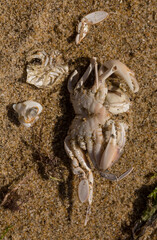 Liocarcinus depurator (Portunus plicatus), sometimes called the harbour crab, or sandy swimming crab. The fauna of the Black Sea. Dead animals.