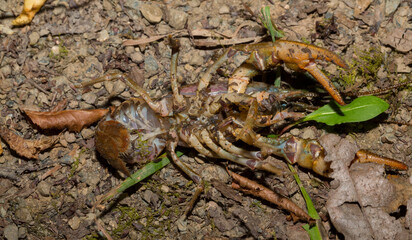 Astacus astacus, the European, noble, or broad-fingered crayfish. A female arthropod.