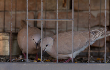 The African collared dove (Streptopelia roseogrisea). Keeping in captivity. A pet.