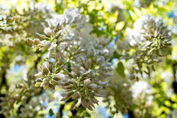 鎌倉2504　英勝寺32　白藤