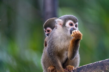 Obraz premium Ecuadorian squirrel monkey (Saimiri cassiquiarensis macrodon) mother with a baby on her back, eating a banana at an ecolodge in Archidona, Ecuador