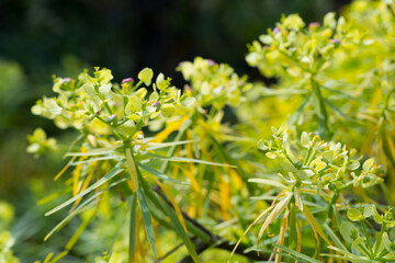View of blooming Euphorbia regis-jubae at spring day