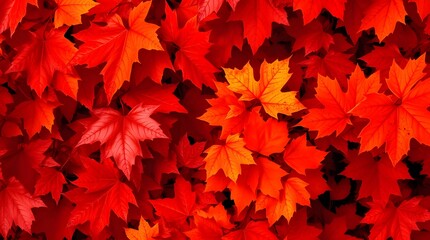 Vibrant red and orange autumn maple leaves create a stunning natural background.