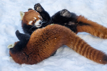Red panda cubs playfully wrestling in the snow at a wildlife sanctuary during winter