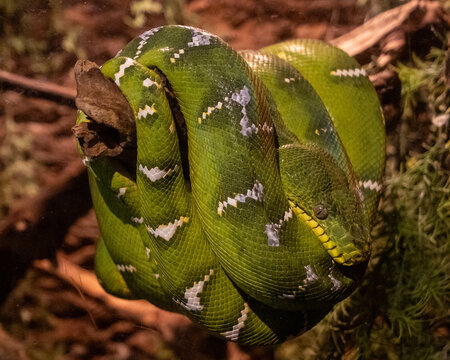 Green tree python resting on a branch in a lush forest habitat during daylight hours