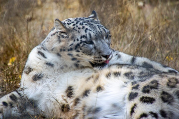 Obraz premium Snow leopard lounges in tall grass during a sunny afternoon in its natural habitat