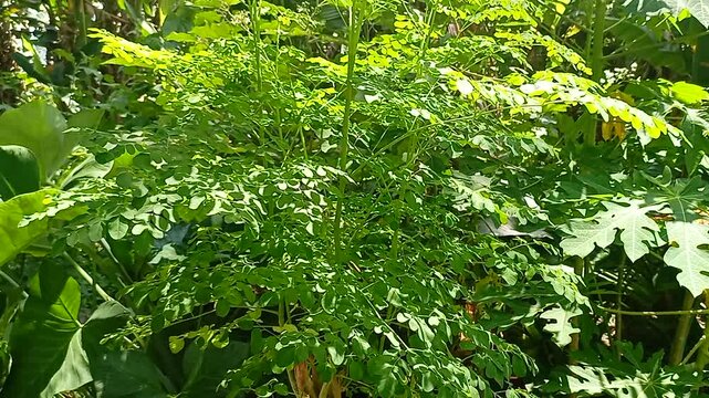 Lush and green moringa trees