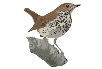 Hermit Thrush