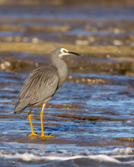 White faced heron