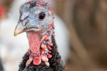 Close up view of a turkey bird