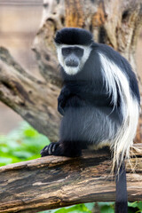 mantled guereza (Colobus guereza)