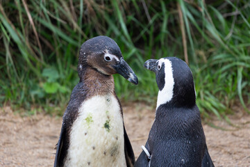 African penguin (Spheniscus demersus)