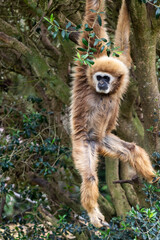 lar gibbon (Hylobates lar)