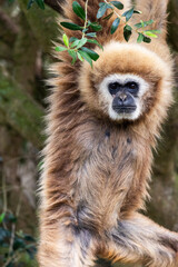Fototapeta premium lar gibbon (Hylobates lar)