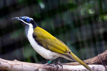 blue-faced honeyeater (Entomyzon cyanotis)