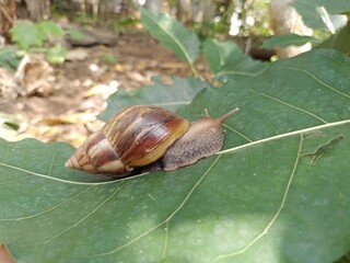 Slimy sutch snails in the garden