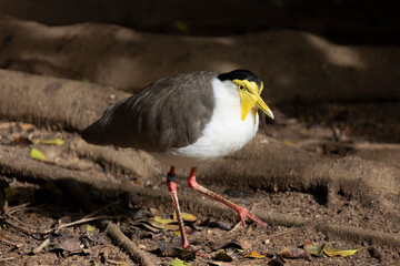 masked lapwing (Vanellus miles)