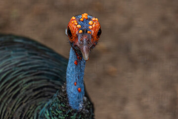 ocellated turkey (Meleagris ocellata)