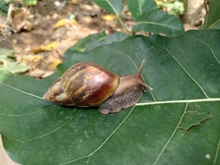 Slimy sutch snails in the garden