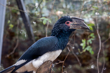 trumpeter hornbill (Bycanistes bucinator) © Mauro Rodrigues