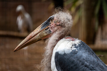 marabou stork (Leptoptilos crumenifer)