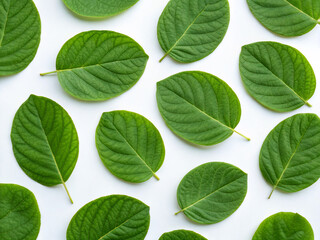 Obraz premium green leaves isolated on white background. leaf, plant, isolated, nature, leaves, tree, branch, white, foliage, flora, spring, fresh, botany, closeup, green, macro, object, herb, summer, white backgro