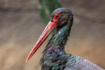 Black Stork (Ciconia nigra)