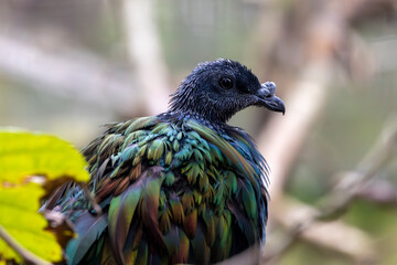 Nicobar pigeon (Caloenas nicobarica)