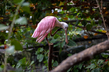 roseate spoonbill (Platalea ajaja)