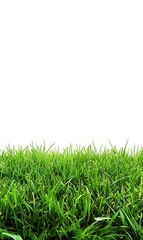 Fototapeta premium Vibrant Lush Green Grass Close Up Fresh Blades Against White Background Nature Lawn