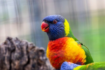 sunset lorikeet (Trichoglossus forsteni)