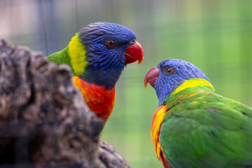 sunset lorikeet (Trichoglossus forsteni)