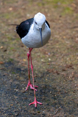 black-winged stilt (Himantopus himantopus)