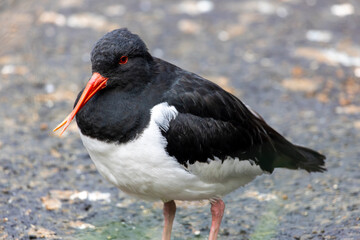 Eurasian oystercatcher (Haematopus ostralegus)